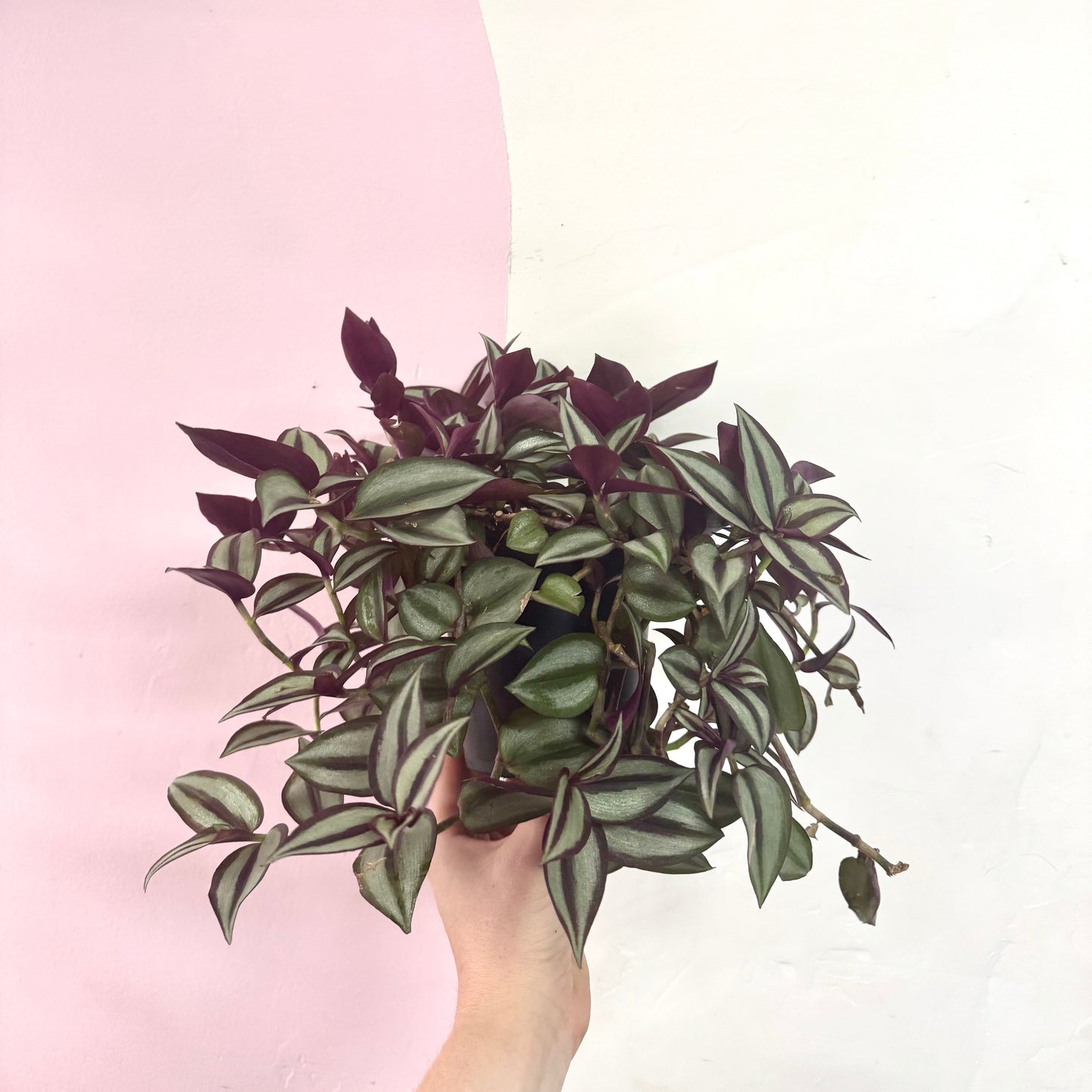 Tradescantia Zebrina 'Purple Highway'