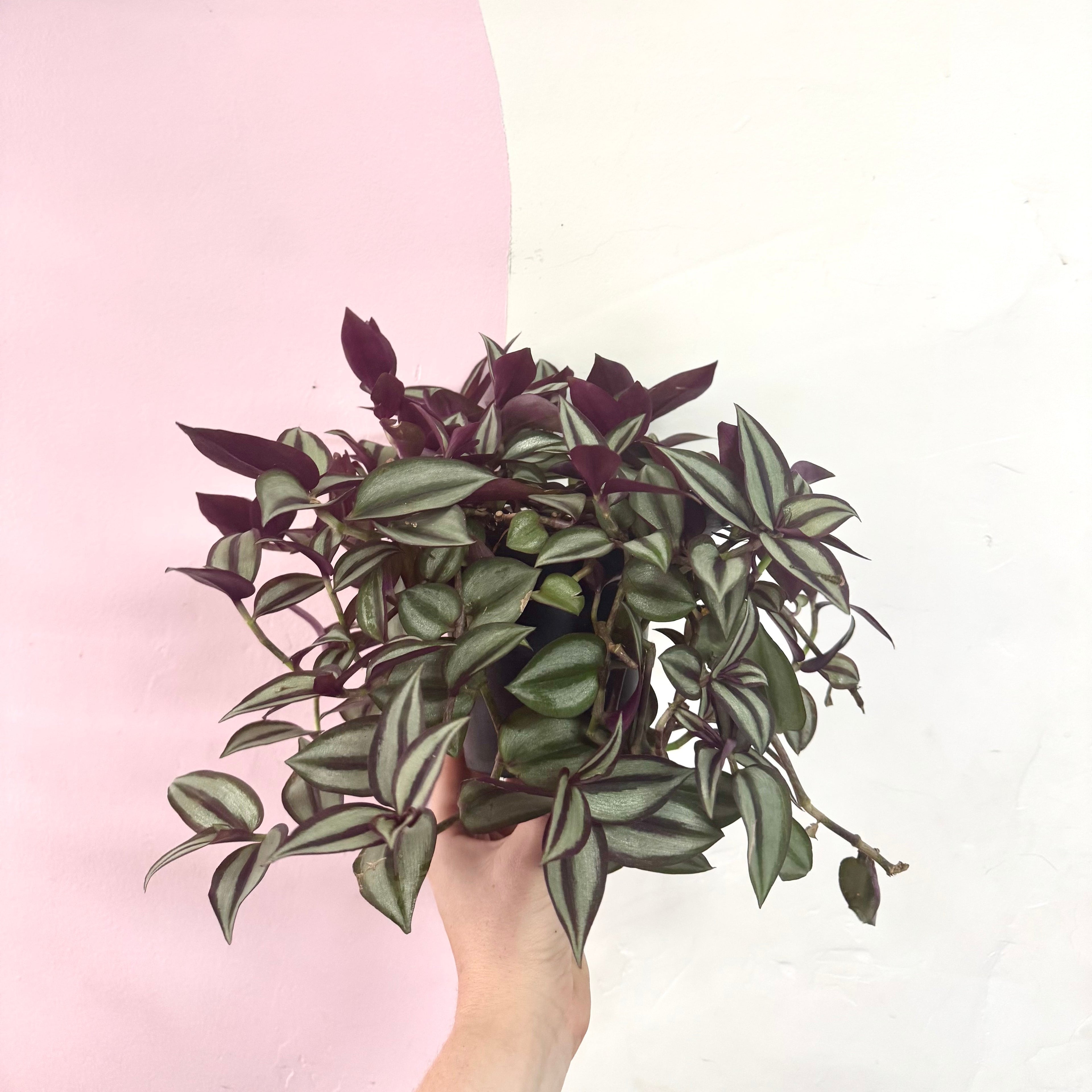 紫露草‘紫色高速公路’