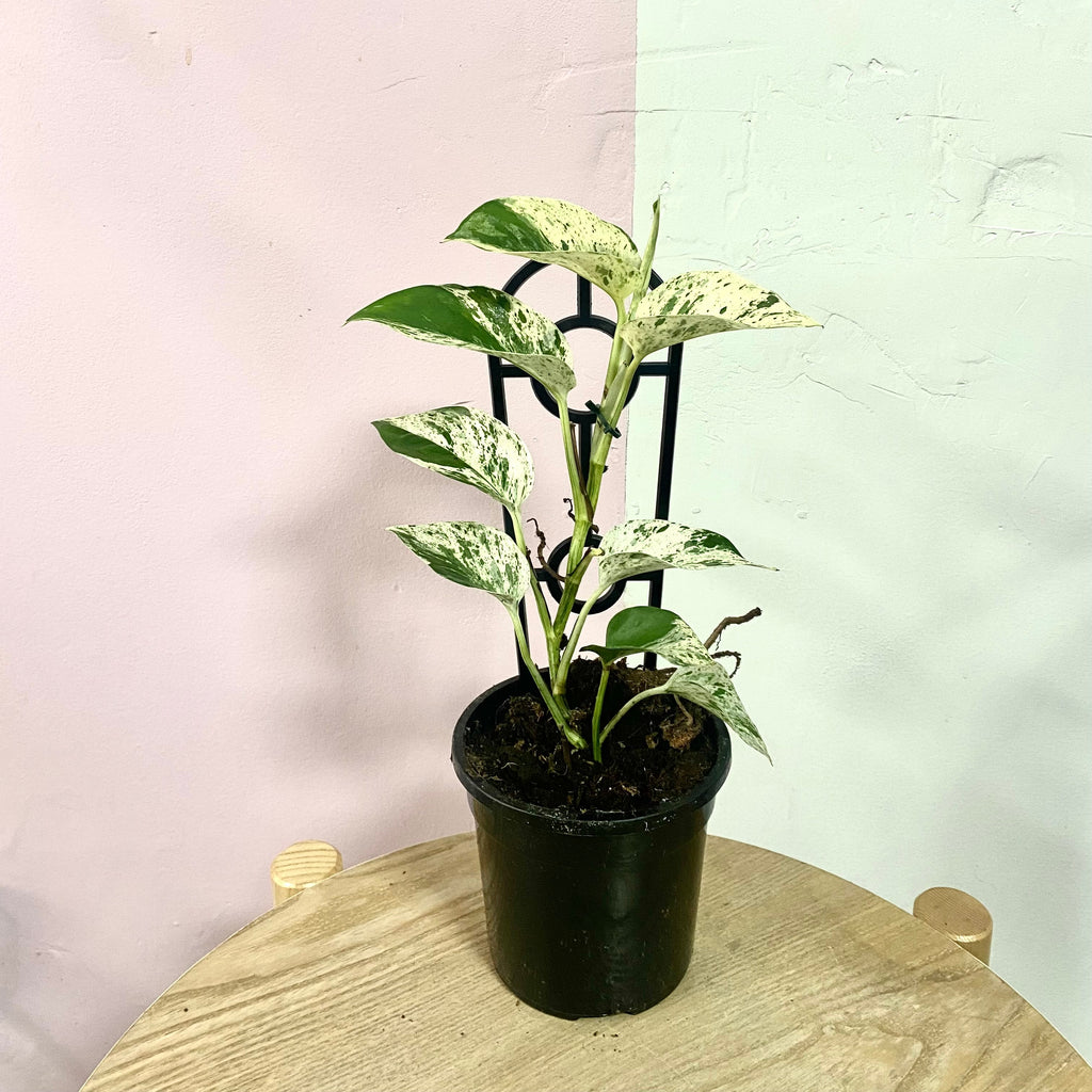 Marble Queen 'Pothos'