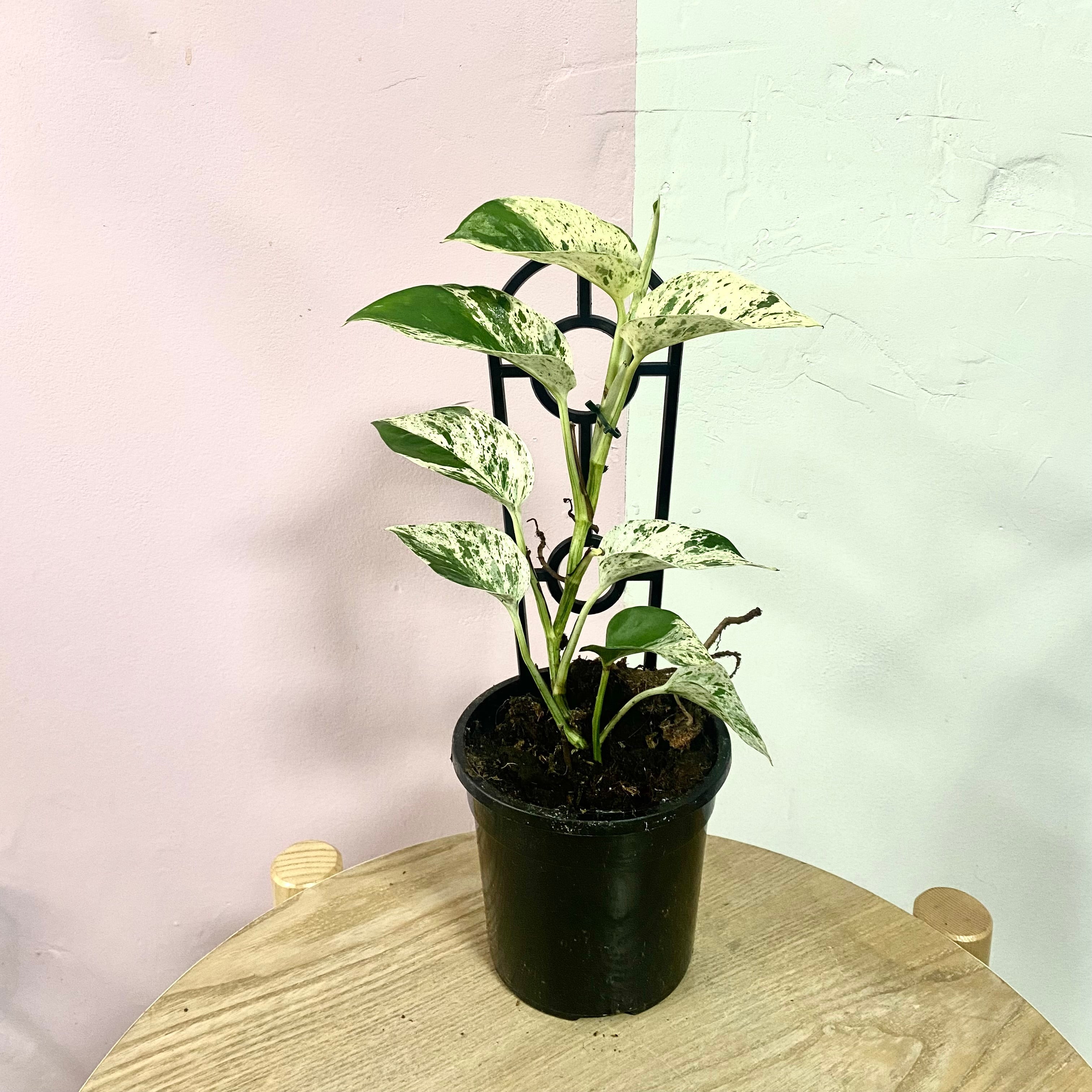 Marble Queen 'Pothos'
