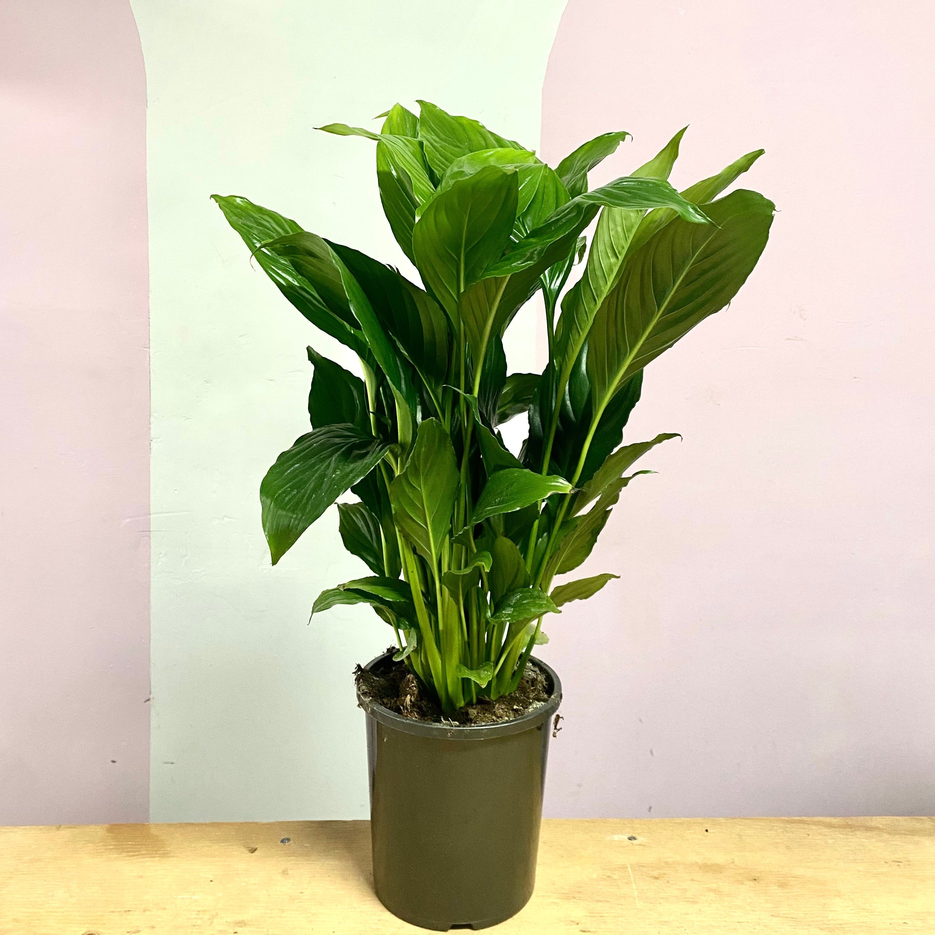 Peace Lily Sebastiano