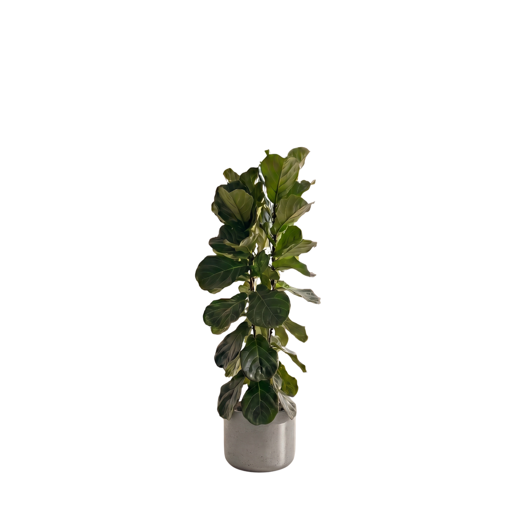 Large Fiddle Leaf Fig & Cement Luxor Pot