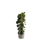 Large Fiddle Leaf Fig & Cement Luxor Pot