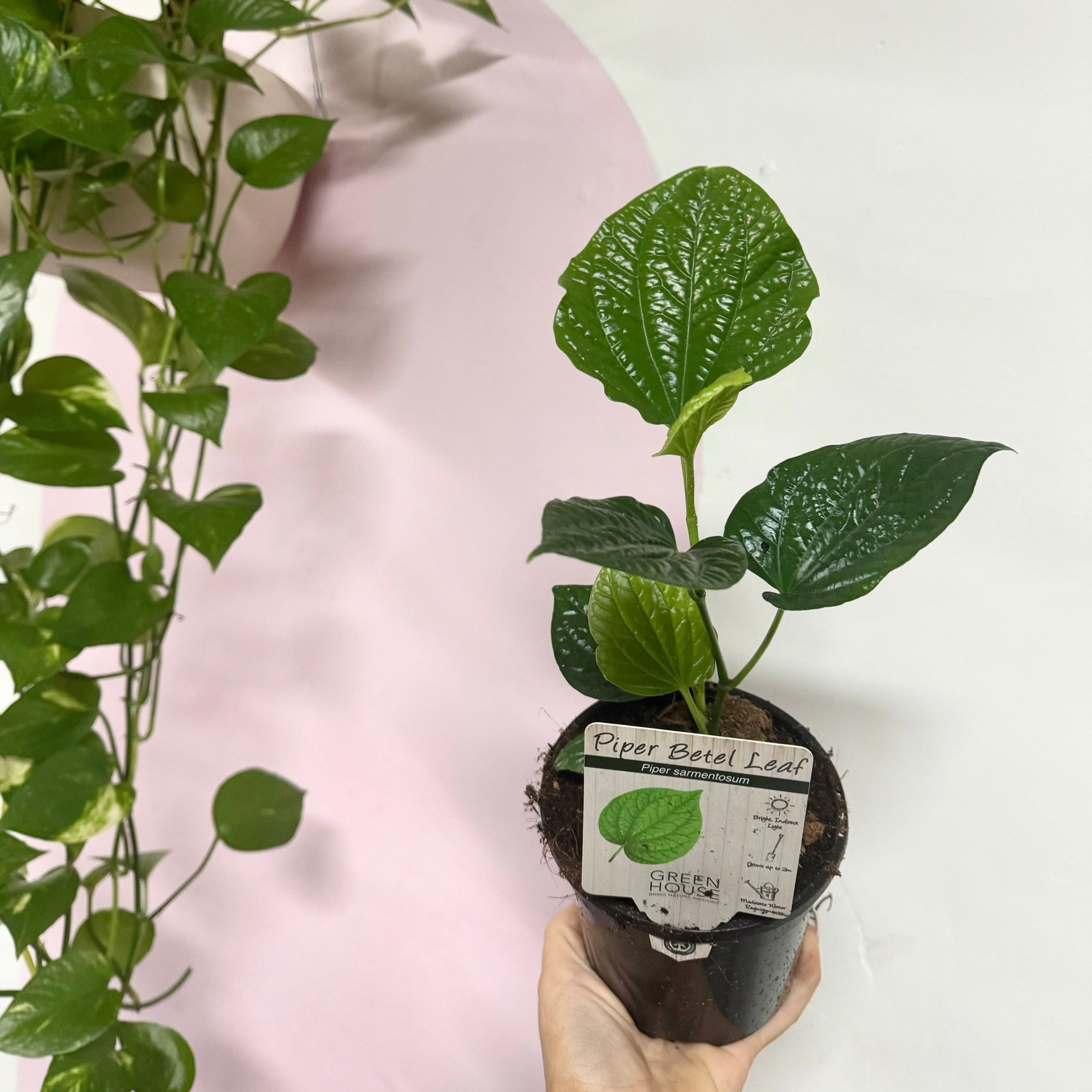 indoor betel leaf plant Betel Leaf - Edible Piper Sarmentosum – Indoor Plant