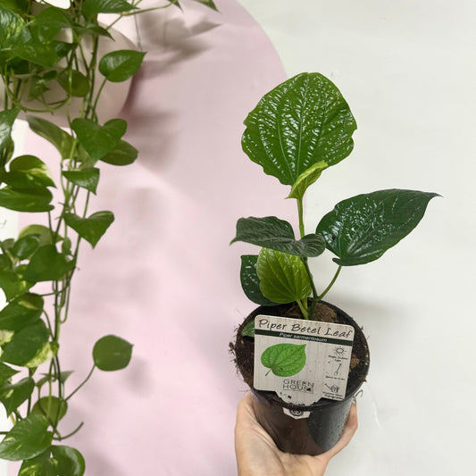 Betel Leaf - Edible Piper Sarmentosum