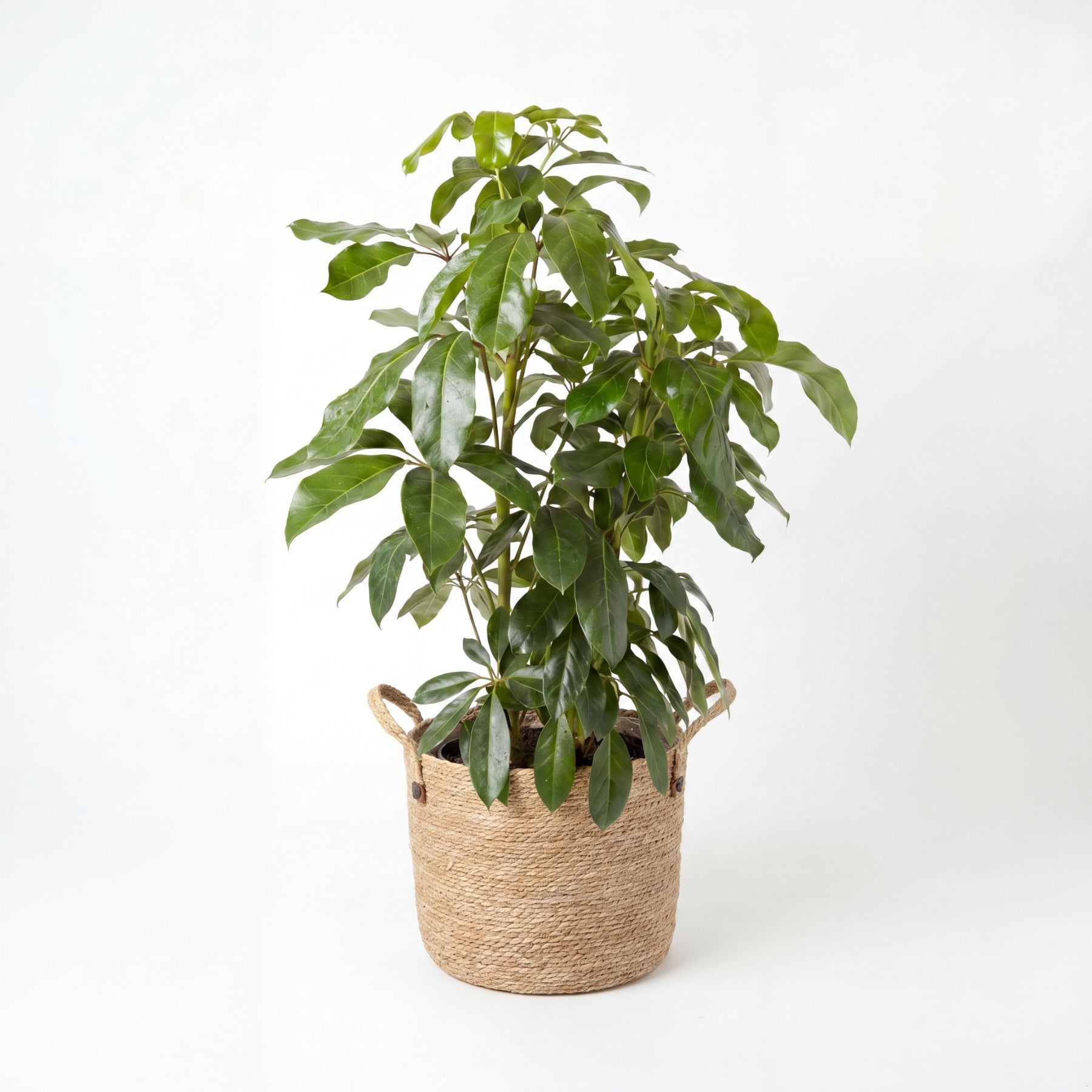 Medium Dwarf Umbrella Tree & Woven Basket
