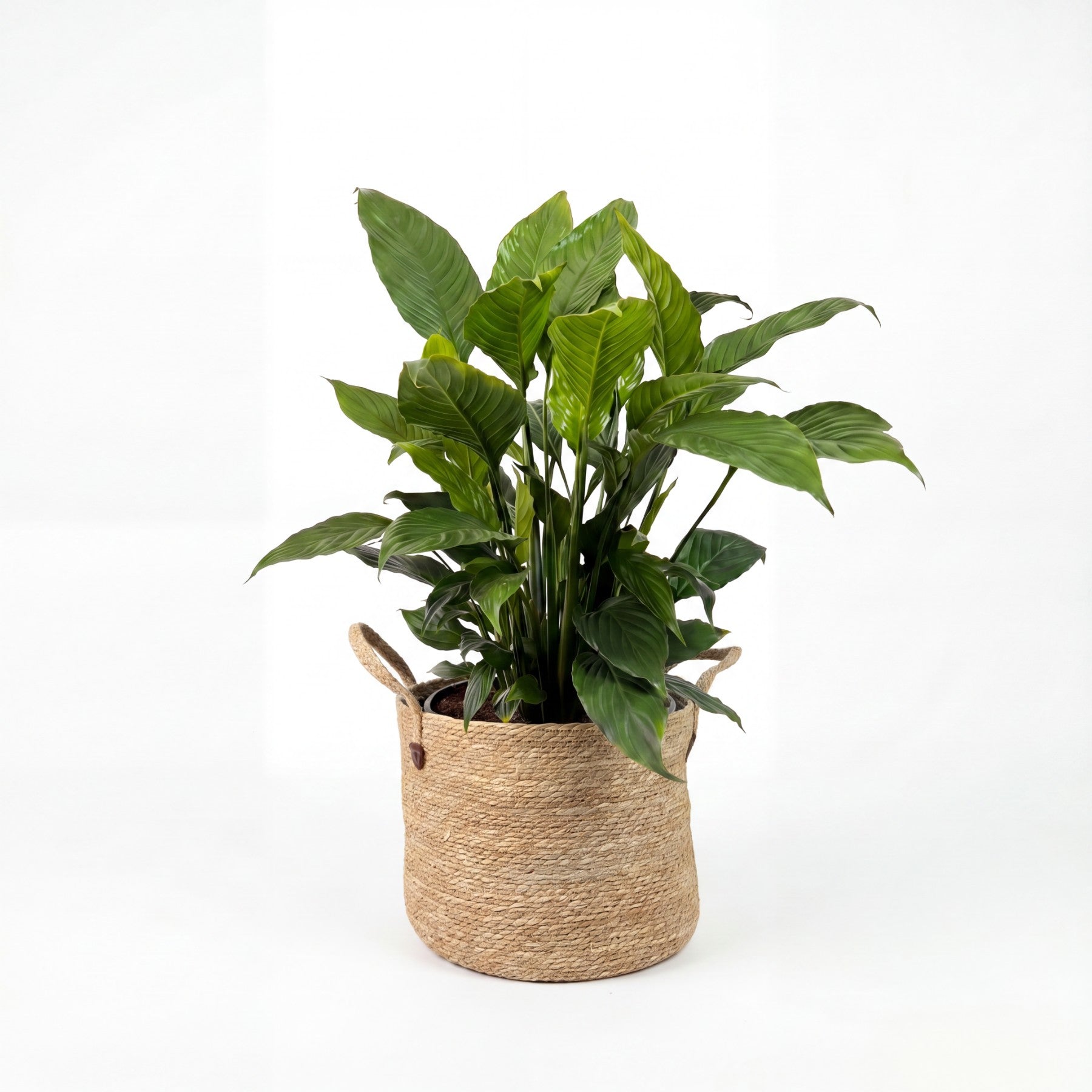 Medium Peace Lily & Woven Basket