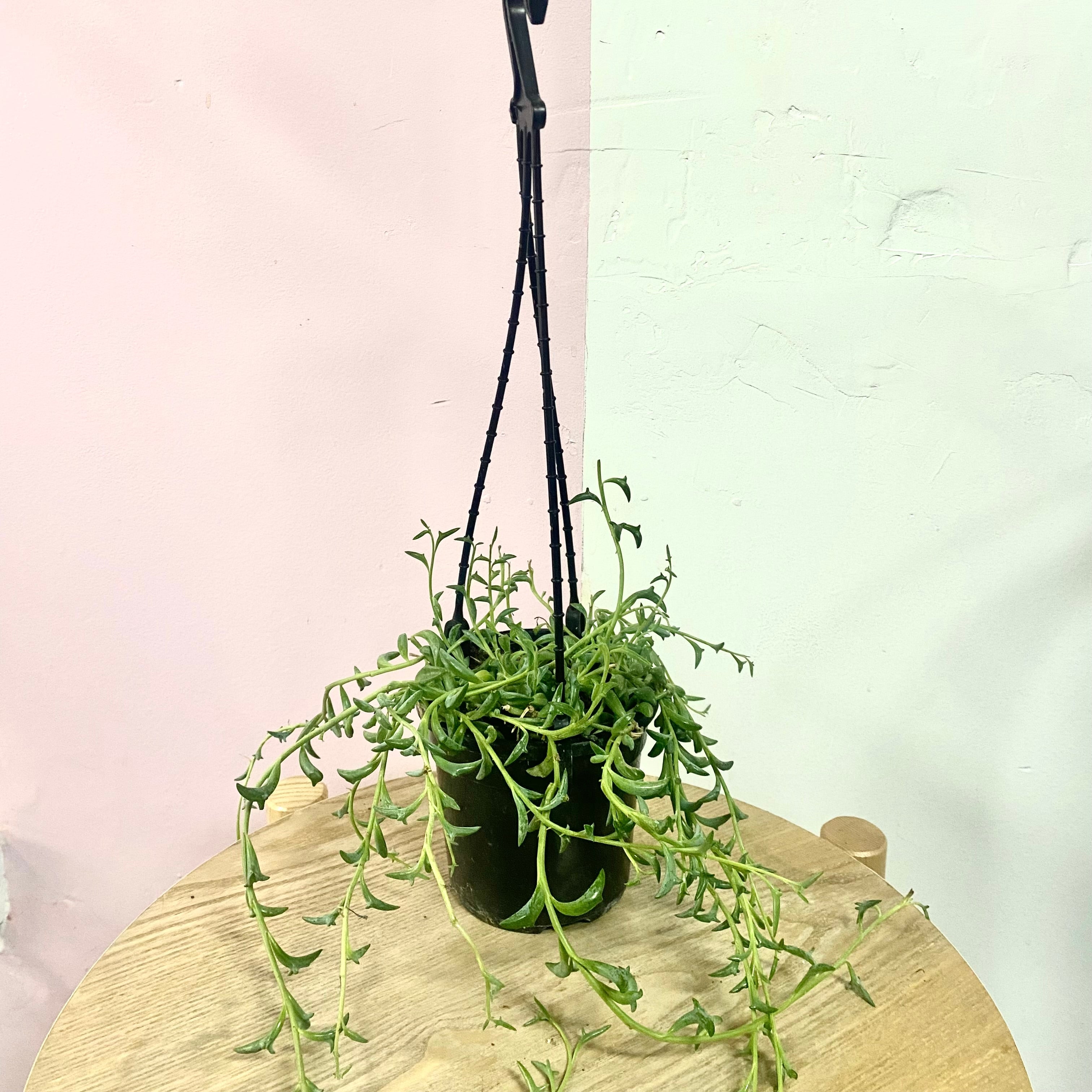 trailing banana succulent String of Banana – Trailing Succulent