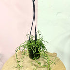 String of Banana