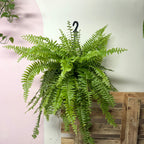 Boston Fern