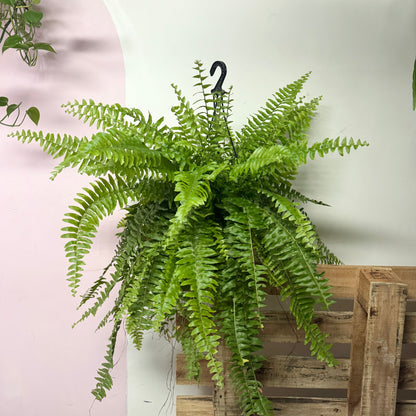 Boston Fern