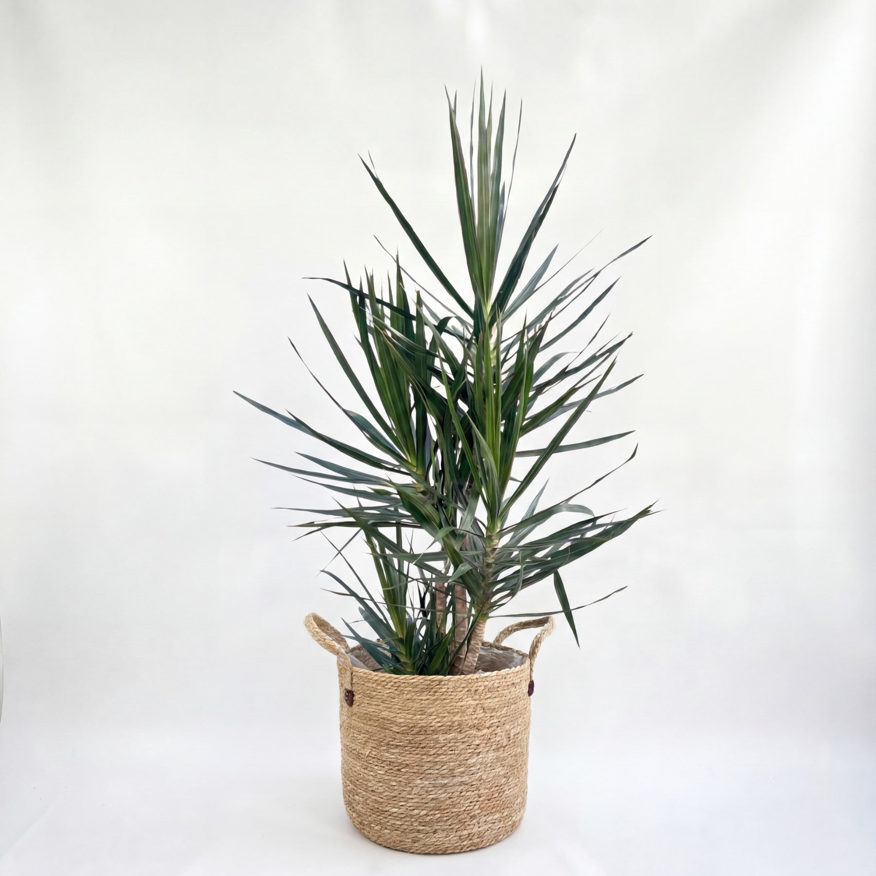 Medium Dragon Tree – Dracaena marginata & Woven Basket