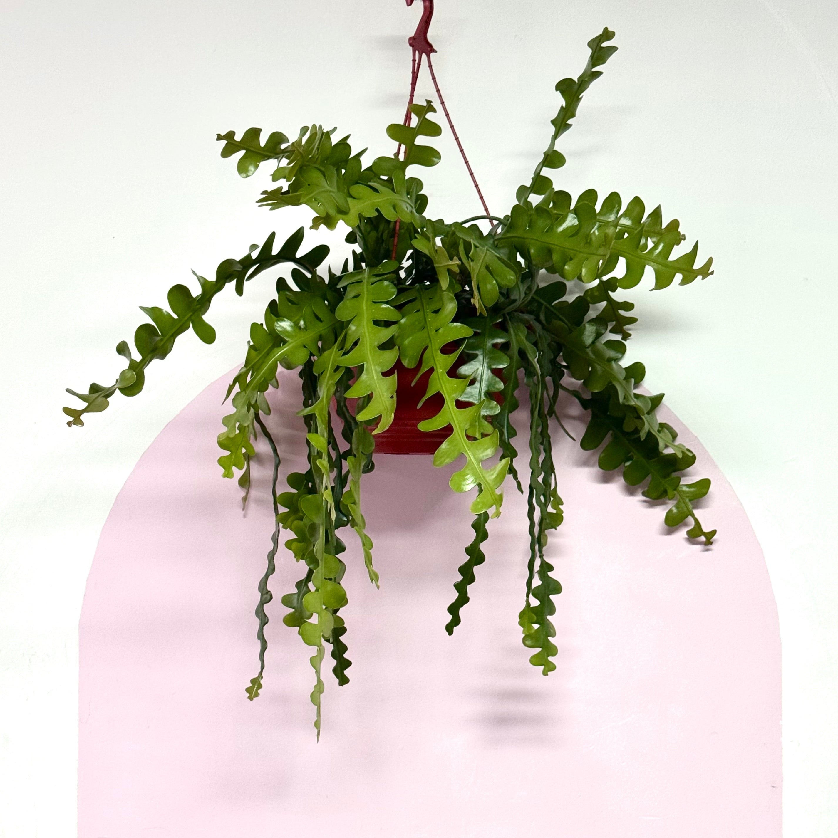 魚骨「之字形」仙人掌——易於護理的室內植物| Green Envy – Green Envy