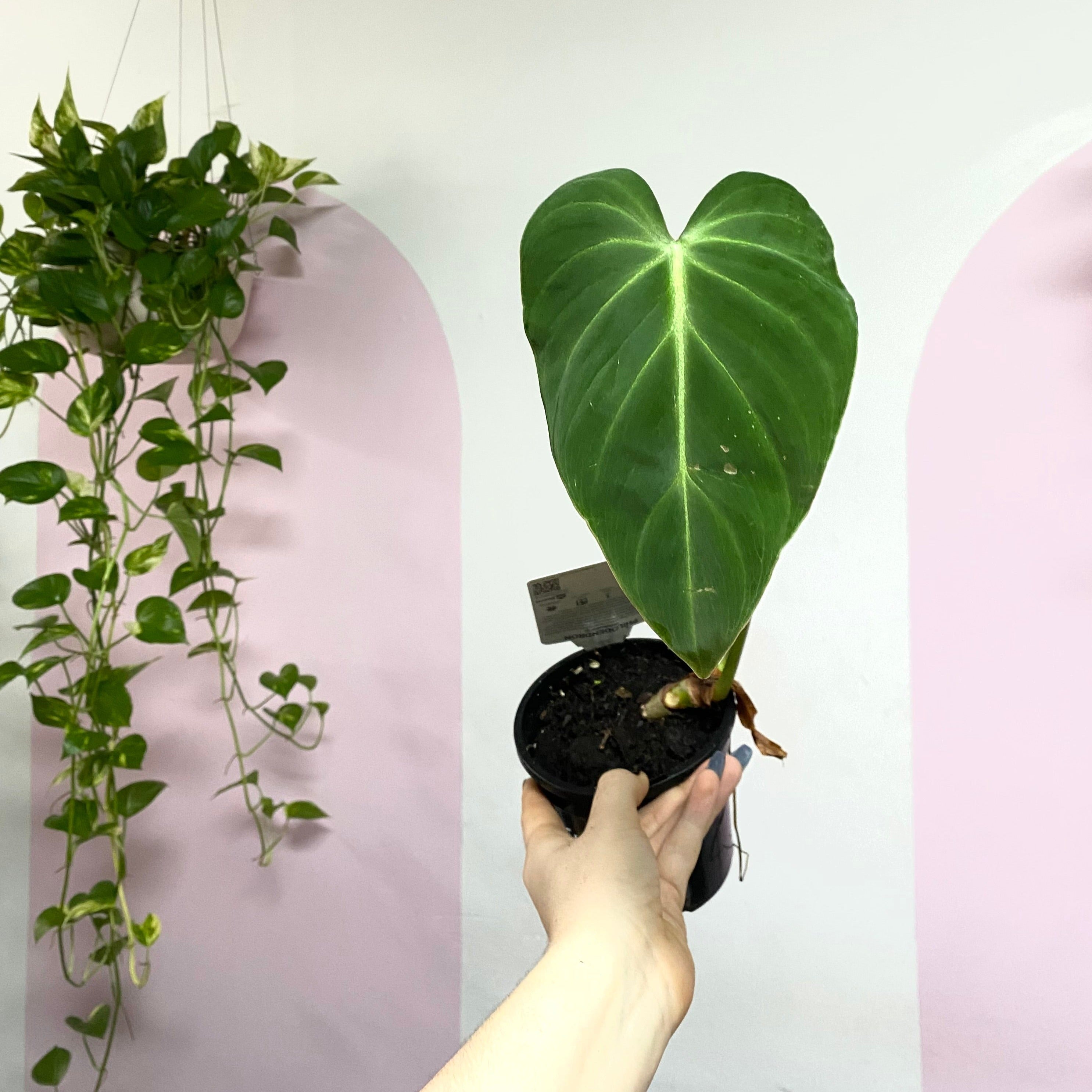 Philodendron Gloriosum