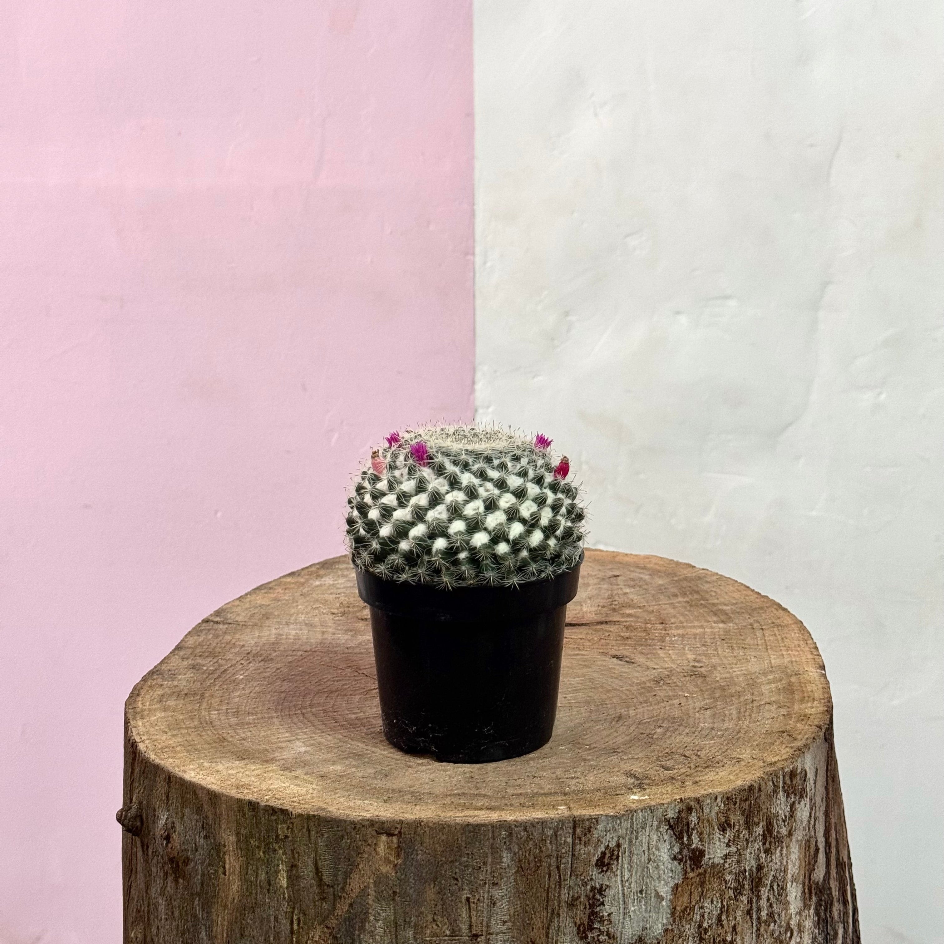 Baby Cactus
