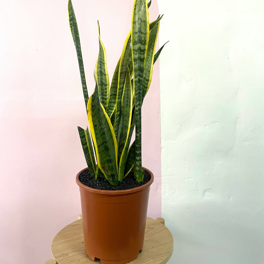 Sansevieria Snake Plant - Yellow Edge
