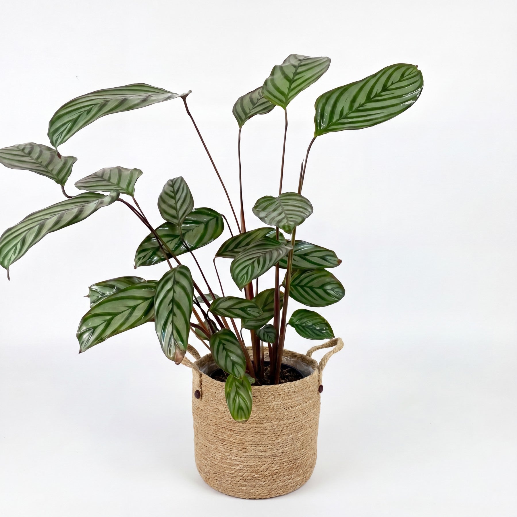 Medium Ctenanthe Setosa Grey Star & Woven Basket