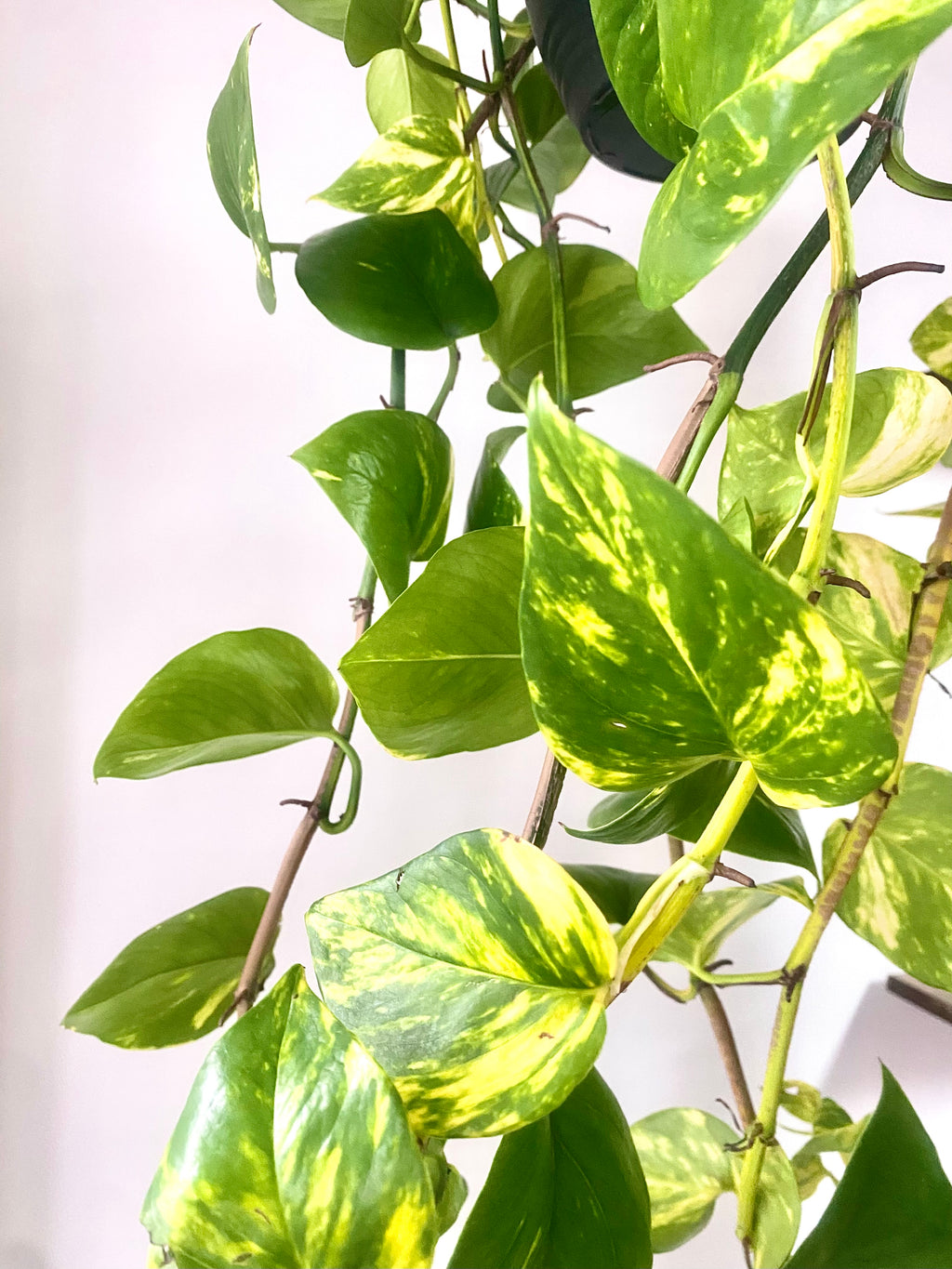 Devils Ivy 'Pothos' Hanging Basket