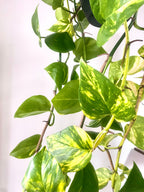Devils Ivy 'Pothos' Hanging Basket