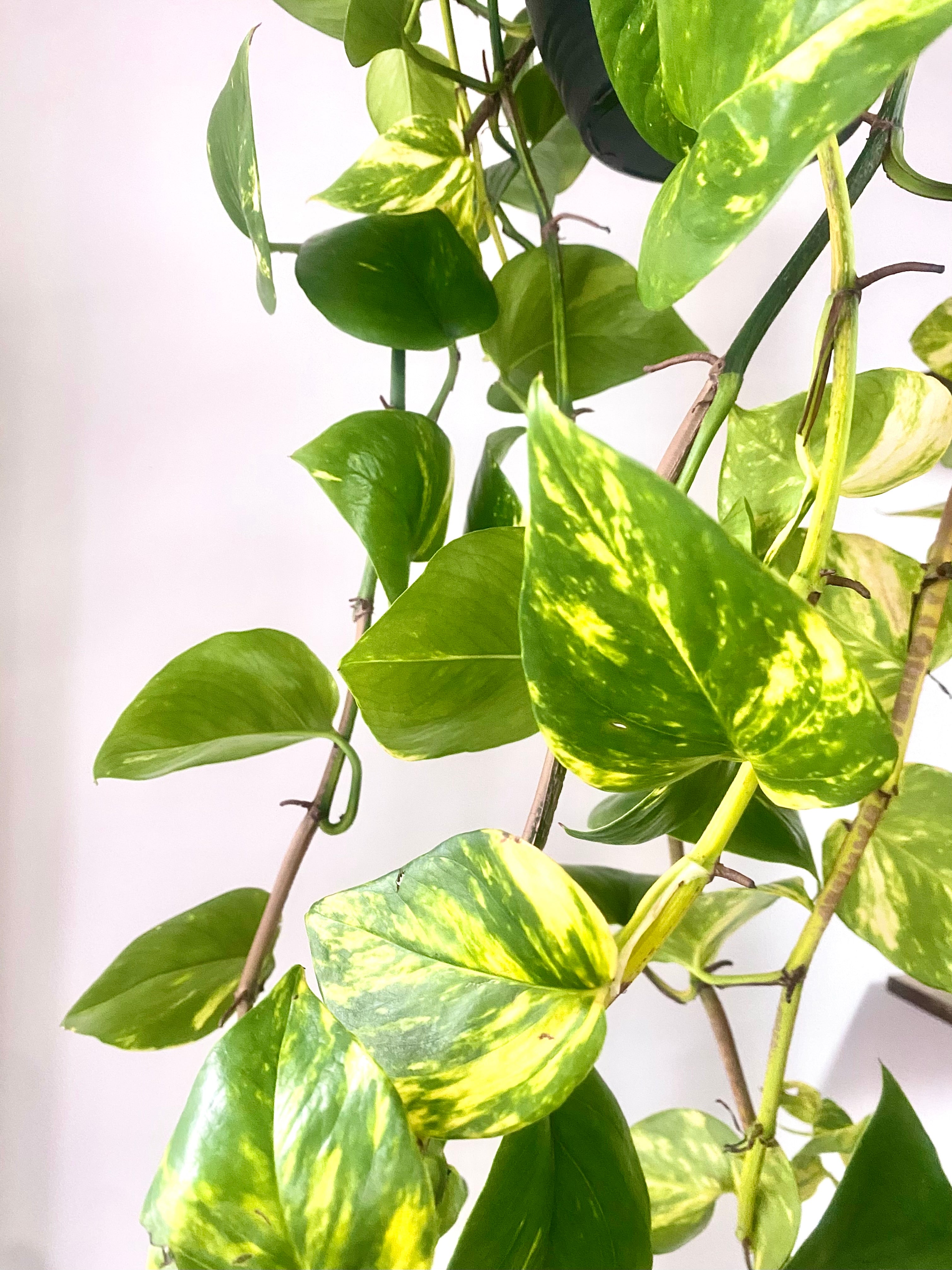 Devils Ivy 'Pothos' Hanging Basket