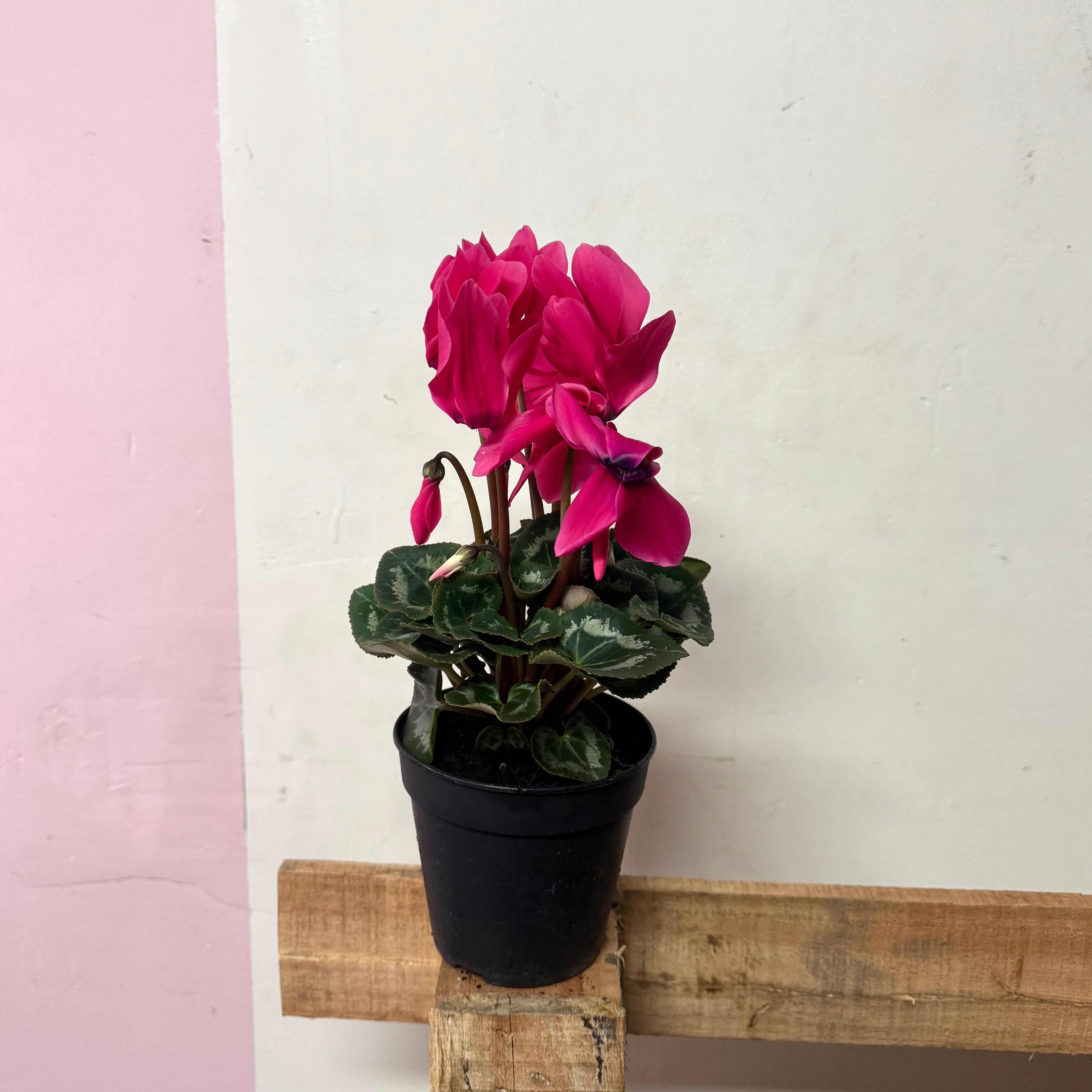 Cyclamen