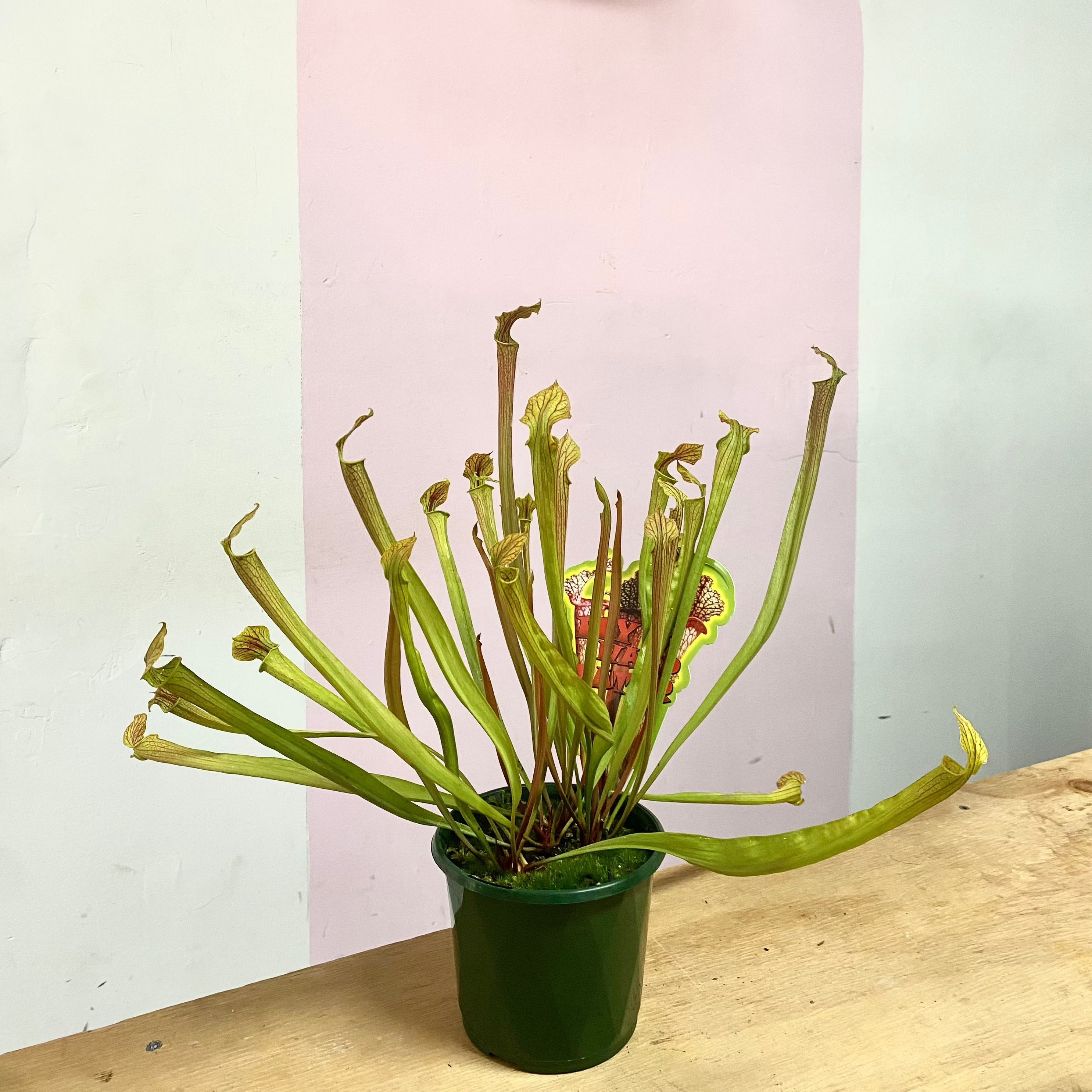 Carnivorous Fly Eater