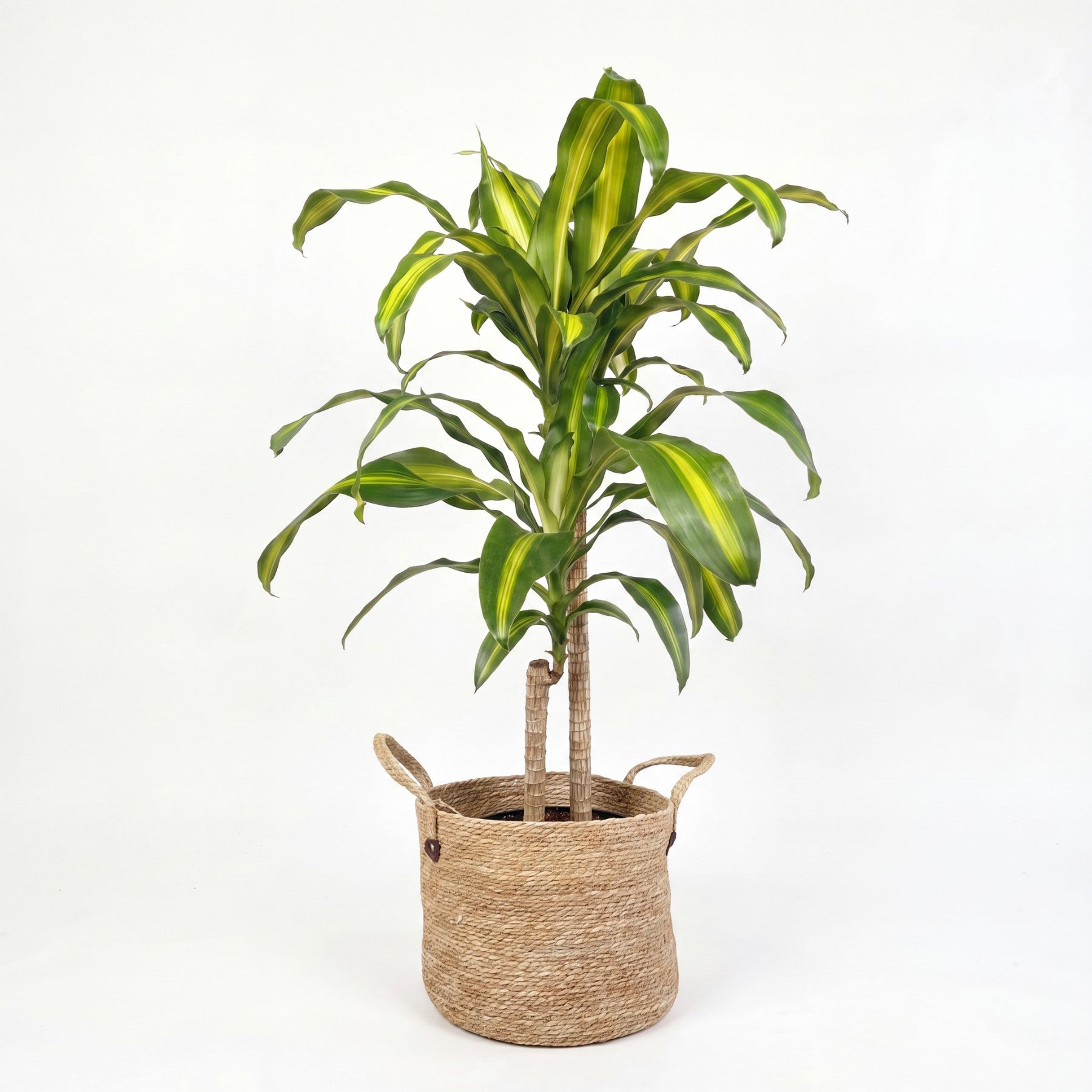 Medium Dracaena Happy Plant - Yellow Stripe & Woven Basket