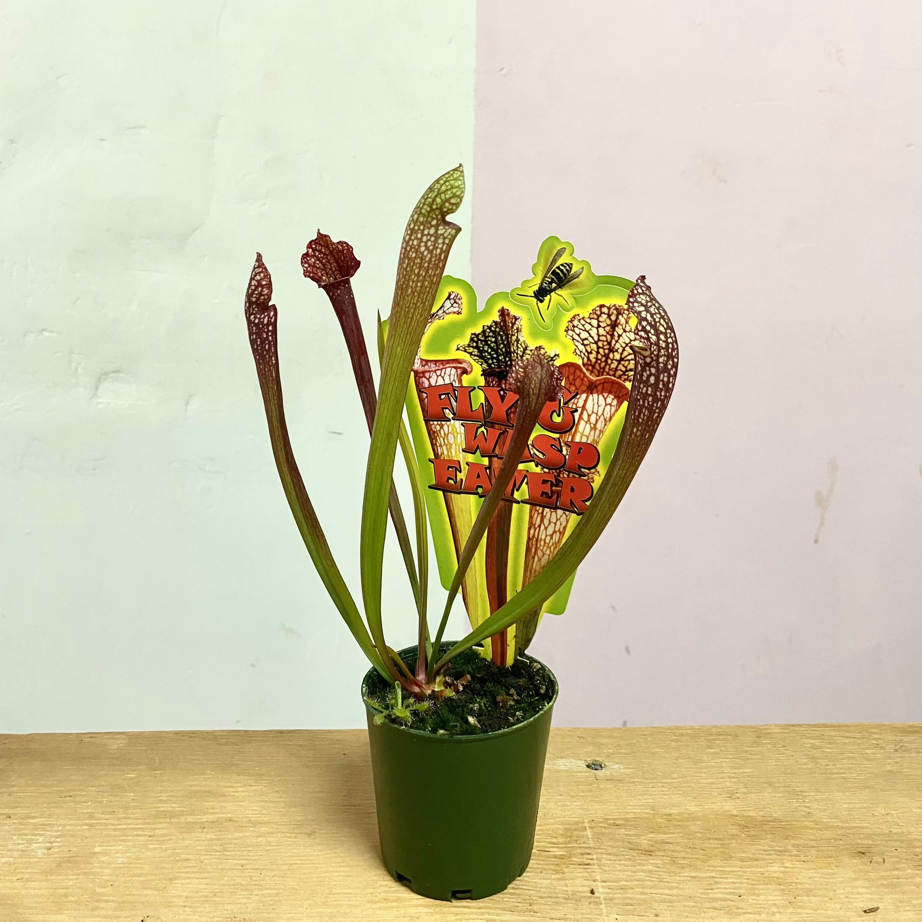Carnivorous Fly Eater
