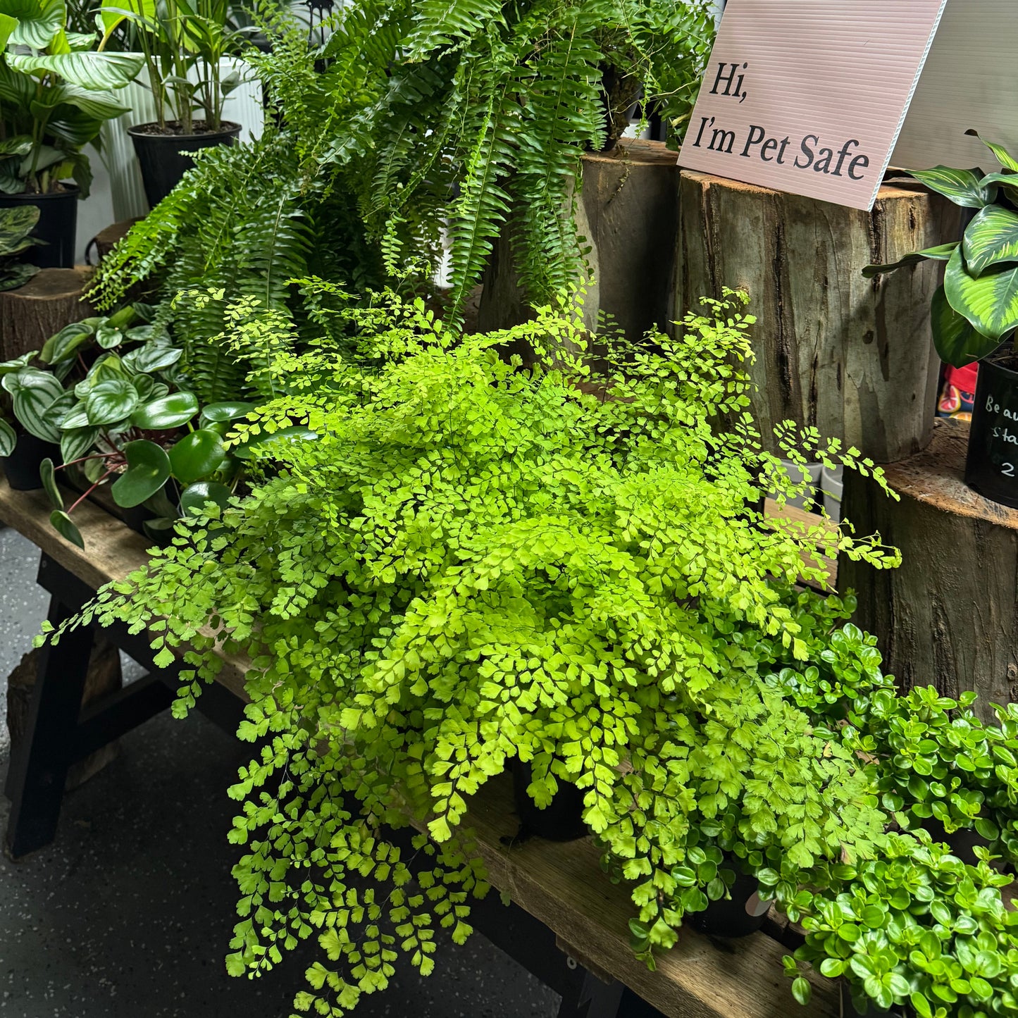 Maidenhair Fern