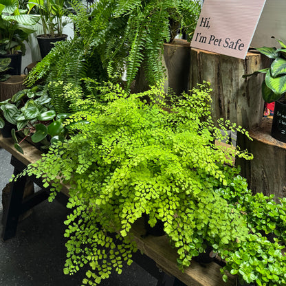 Maidenhair Fern