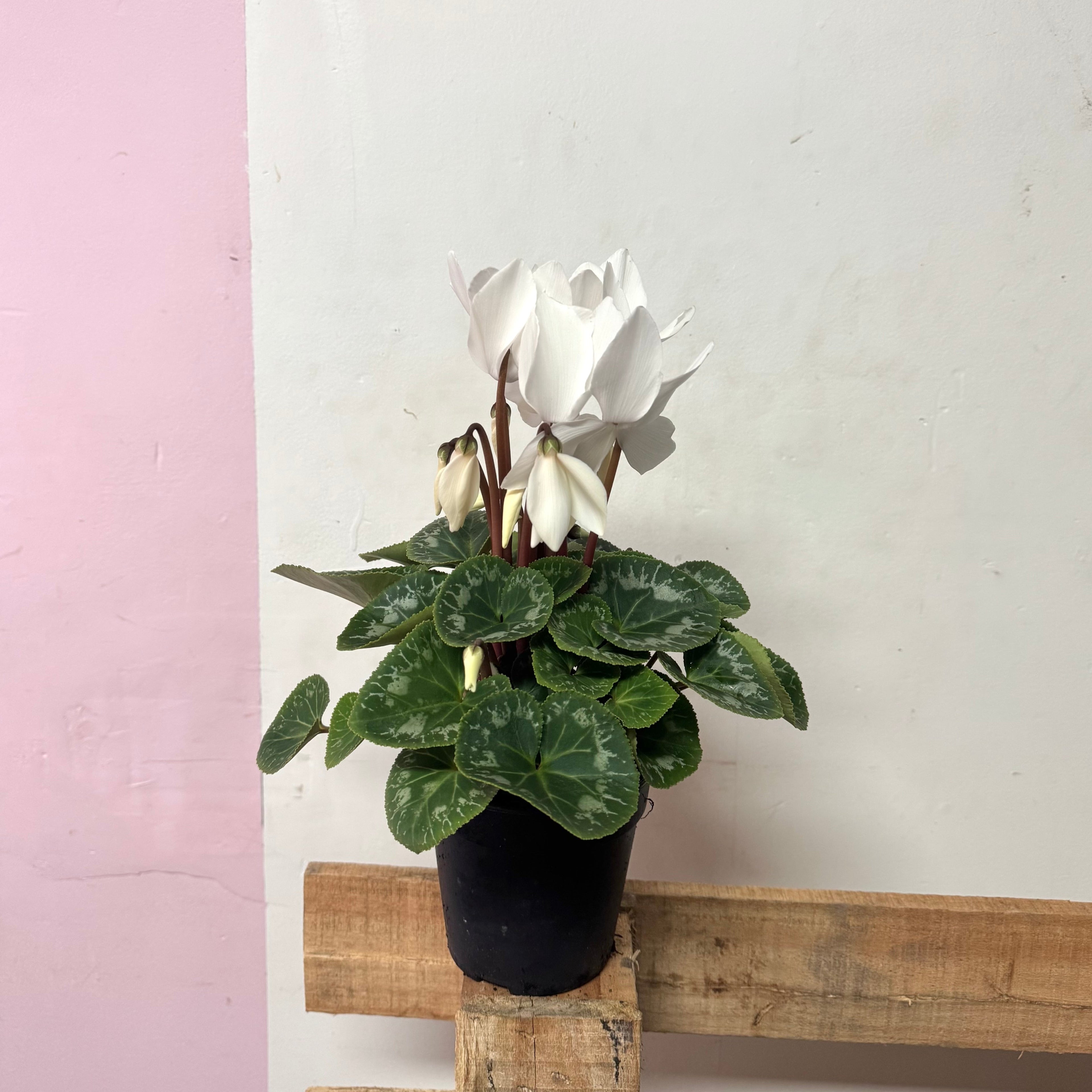 Cyclamen