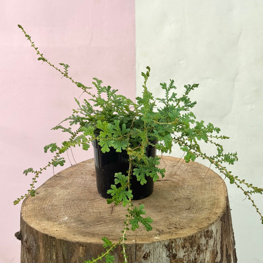Peacock Moss