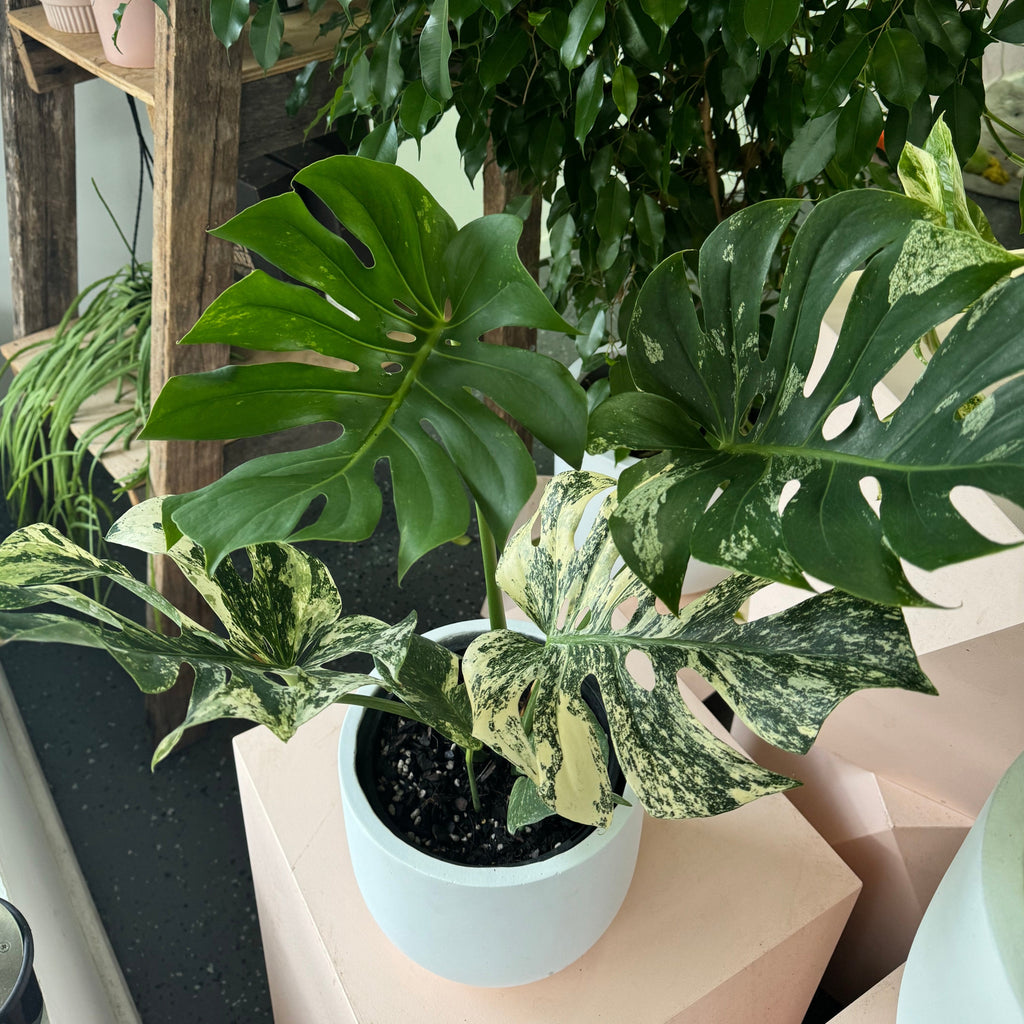 斑叶龟背竹‘薄荷’