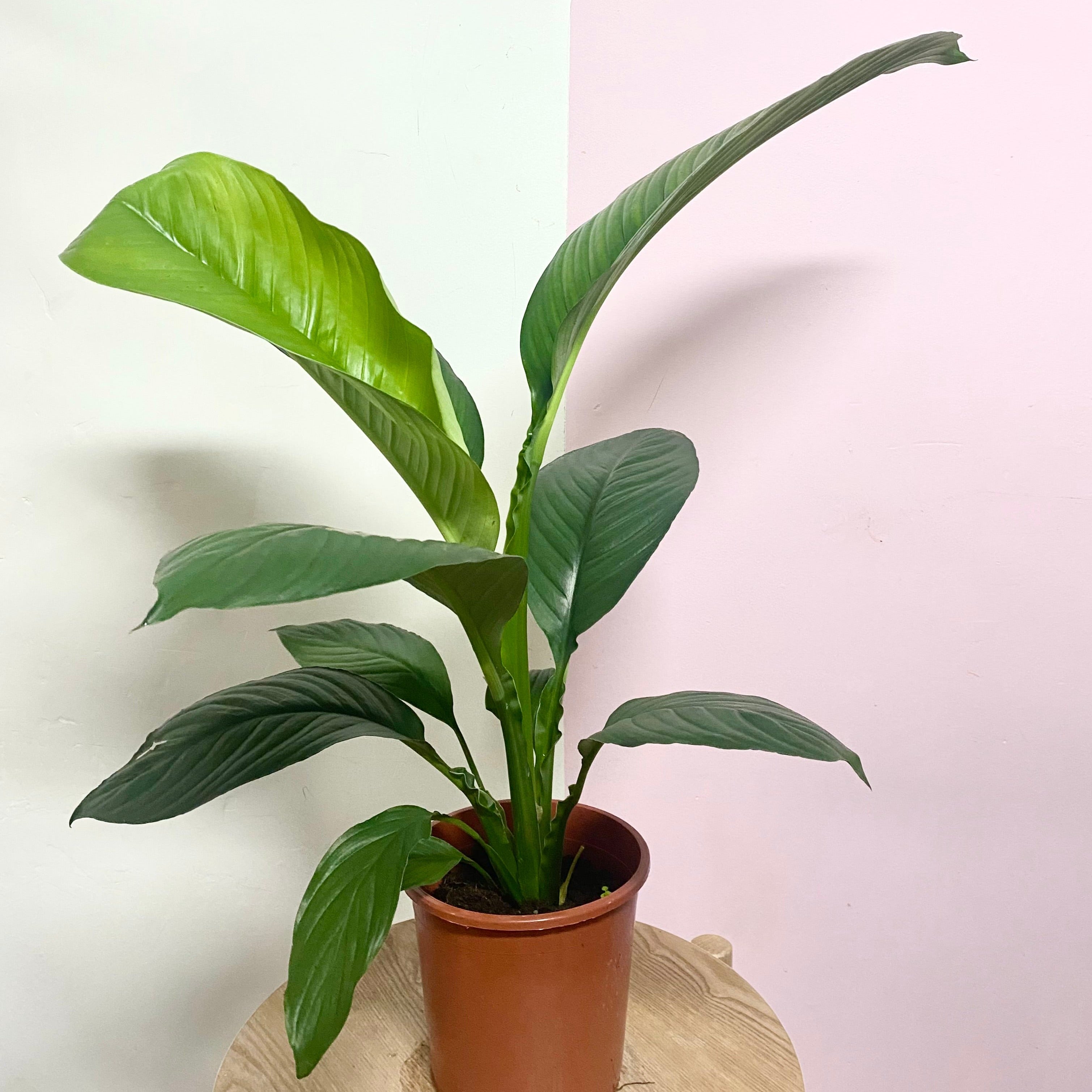 Peace Lily Sensation