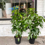 矮伞树