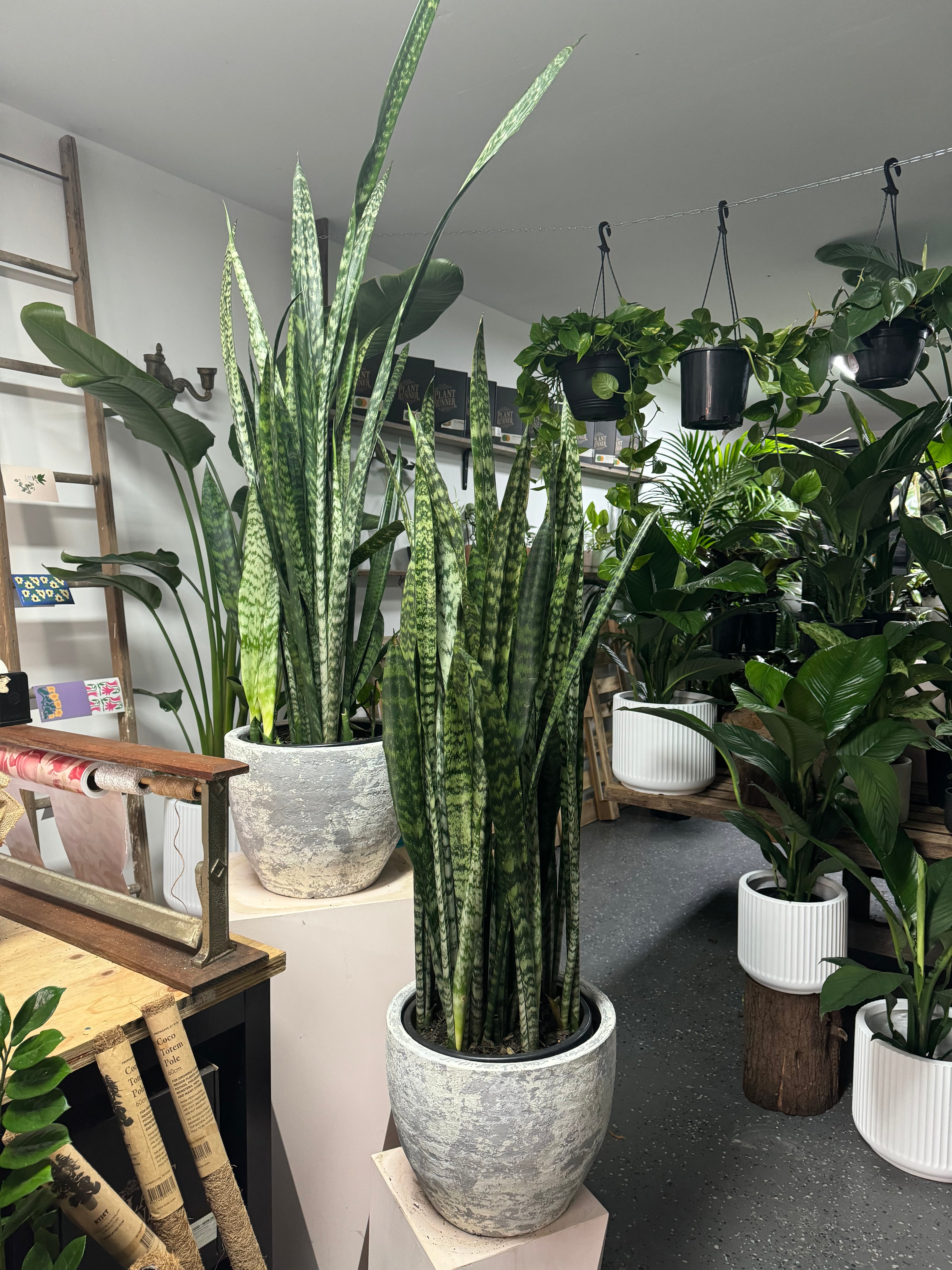 Sansevieria Snake Plant - Green