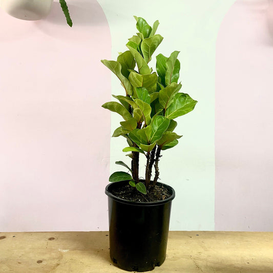 Fiddle Leaf Fig 'Bambino'