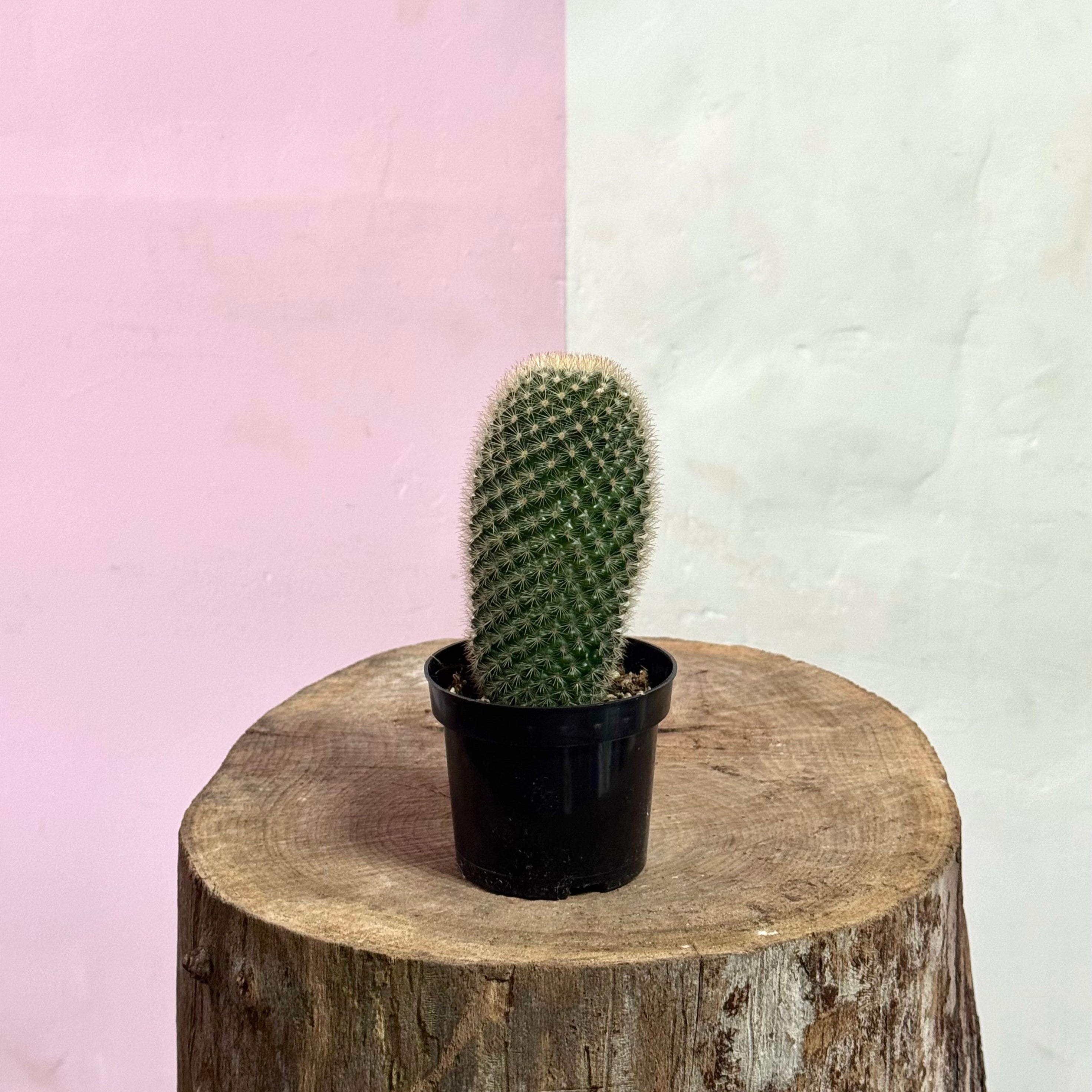 仙人掌宝宝——易于养护的向阳植物| Green Envy – Green Envy Indoor Plants