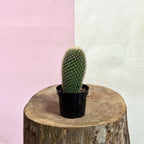 Baby Cactus