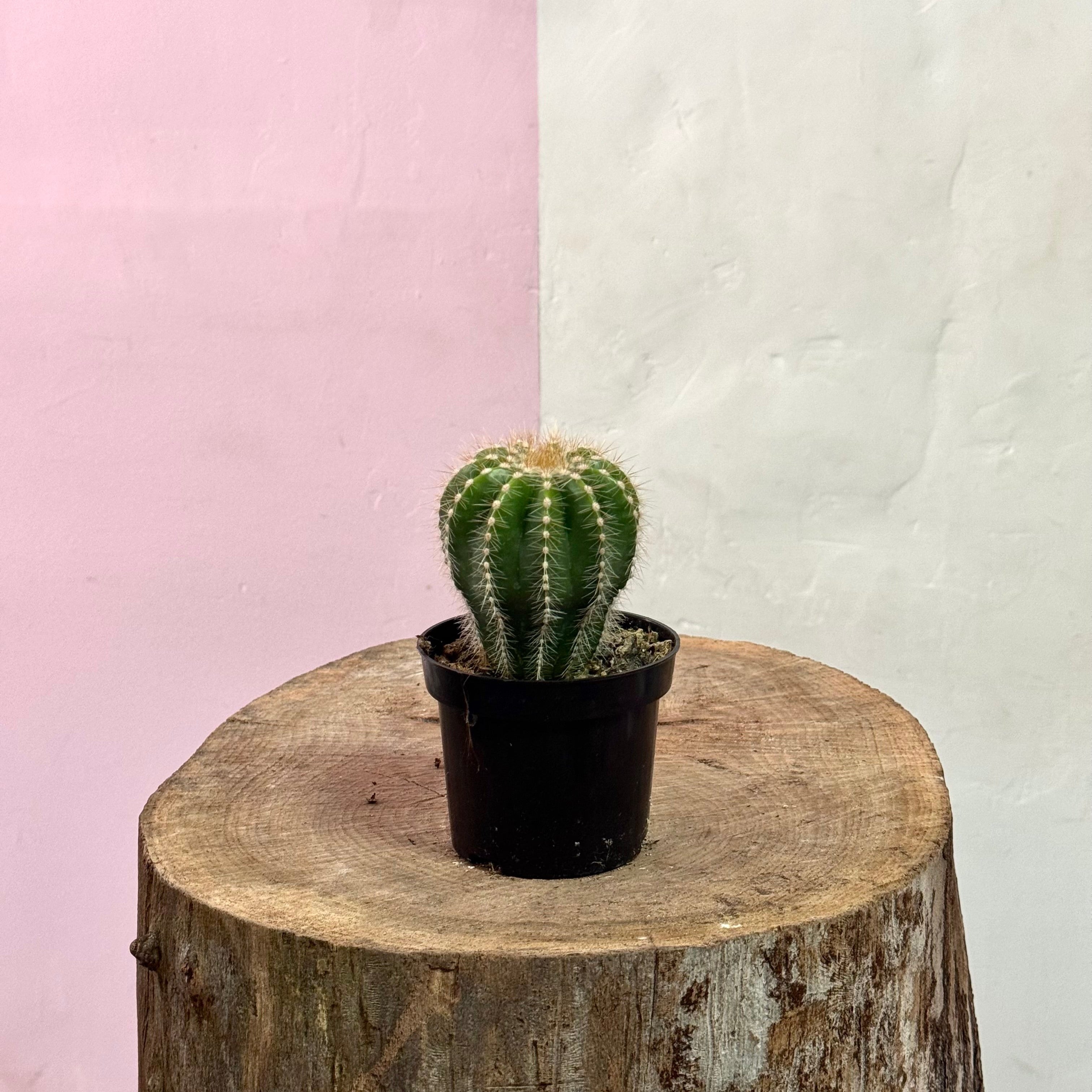仙人掌宝宝——易于养护的向阳植物| Green Envy – Green Envy Indoor Plants