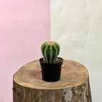 Baby Cactus