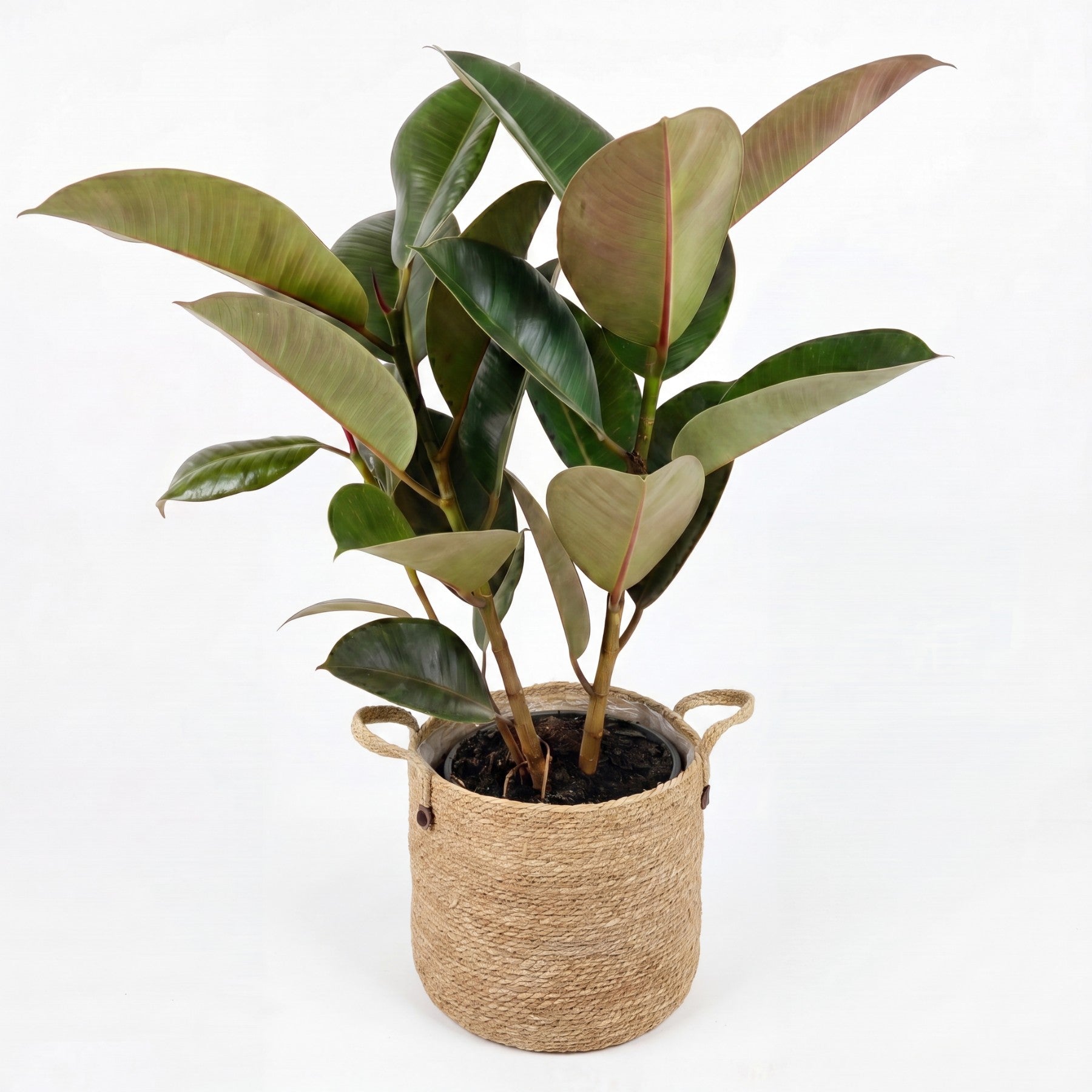 Medium Rubber Tree & Woven Basket