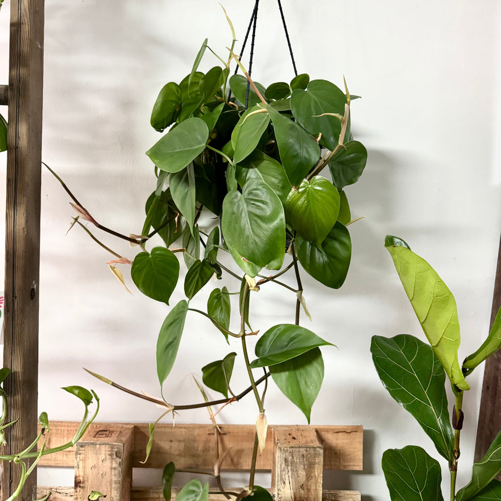 heart-leaf philodendron hanging Heart Leaf Philodendron - Hanging Basket