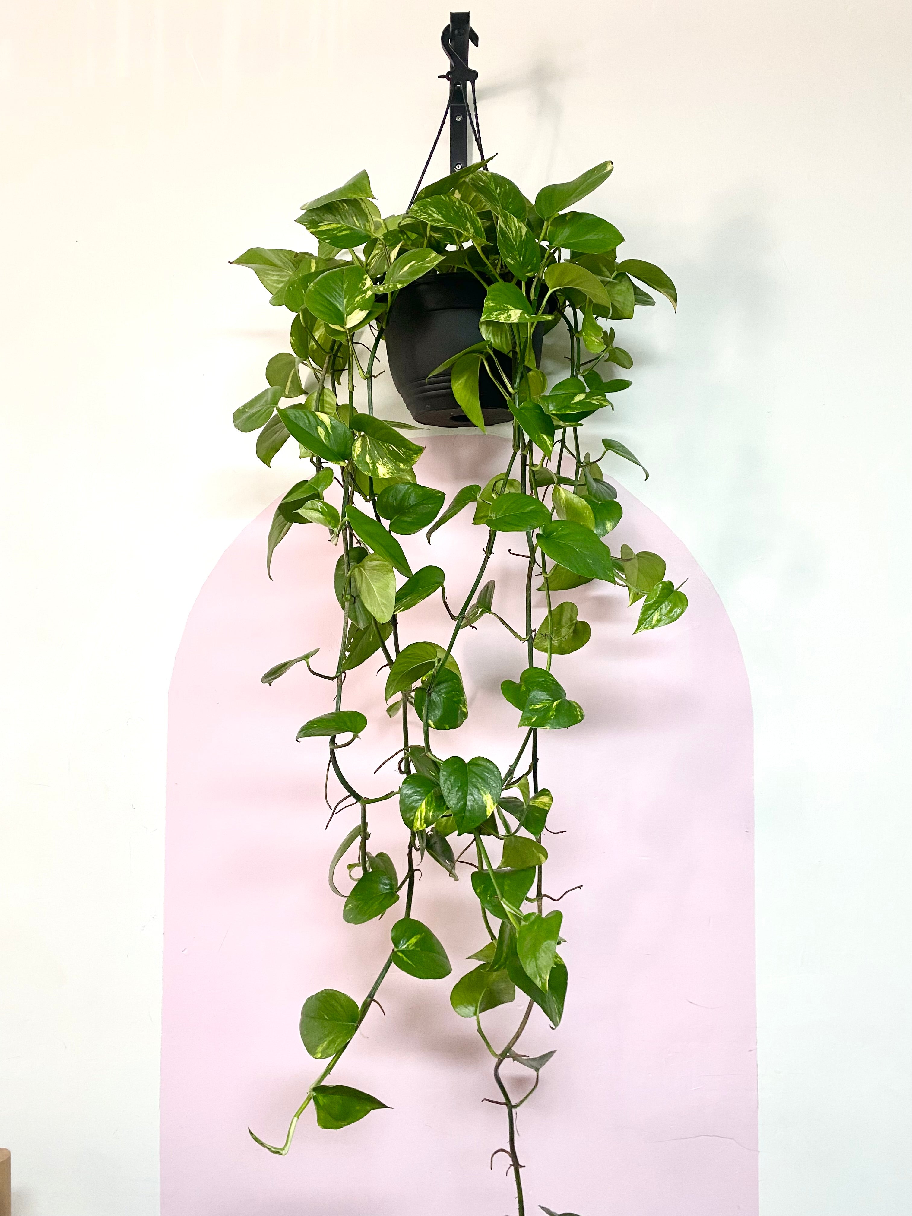 Devils Ivy 'Pothos' Hanging Basket