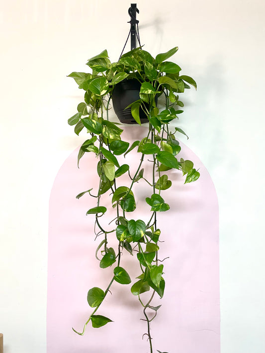 Devils Ivy 'Pothos' Hanging Basket