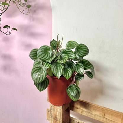 Watermelon Peperomia
