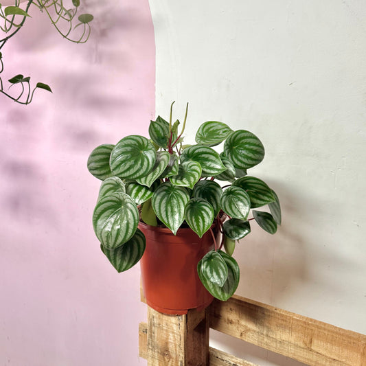 Watermelon Peperomia