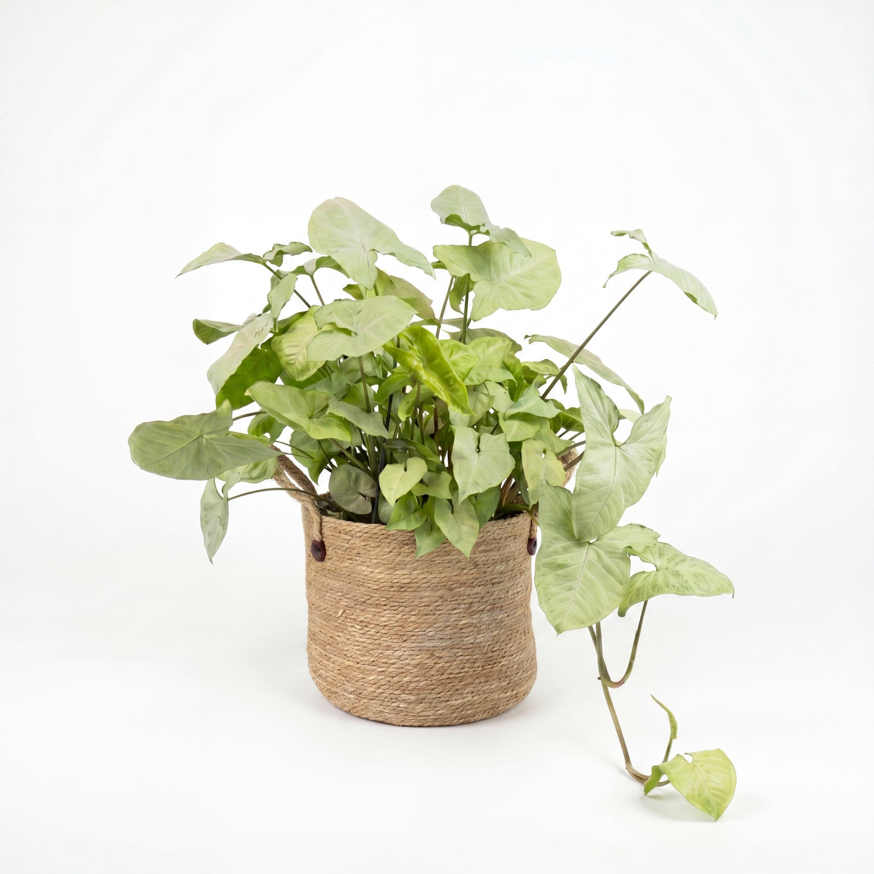 Medium Syngonium 'White Butterfly' & Woven Basket