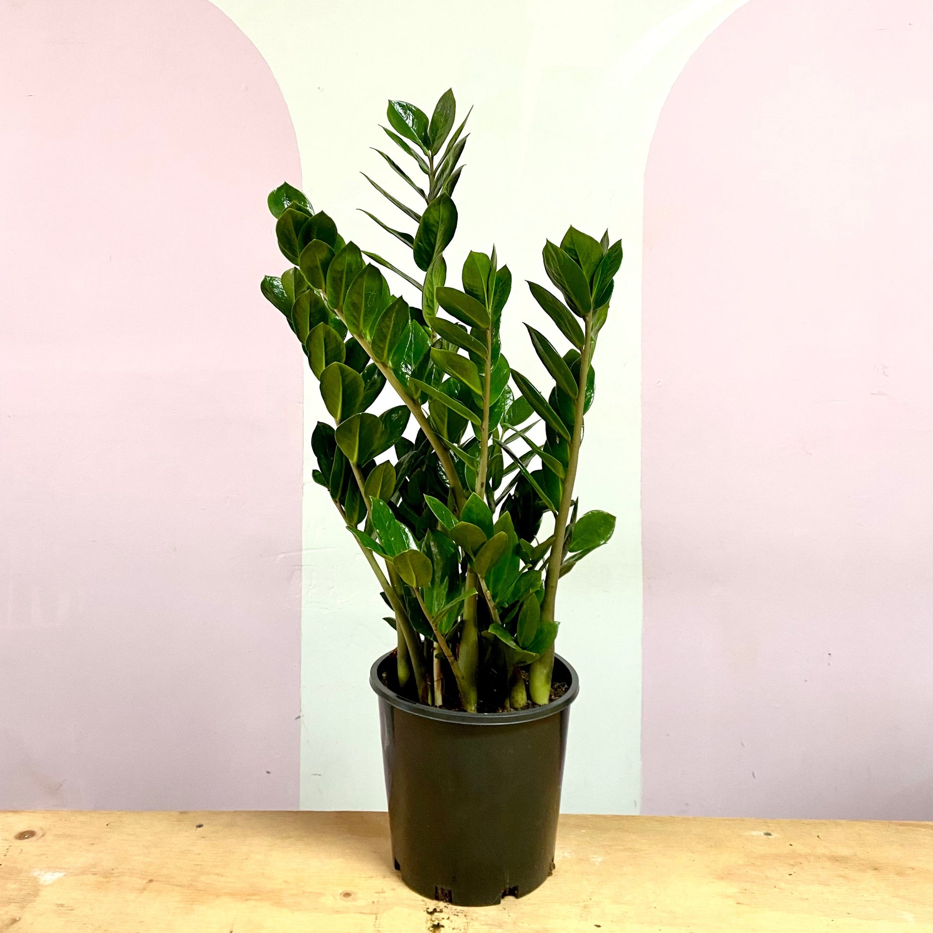 zz plant price in nepal Zanzibar Gem 'ZZ Plant' – Low-Light Indoor Plant