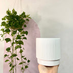 霧面白色垂直線陶瓷鍋